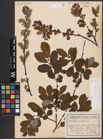 Foto von Salix aurita L.